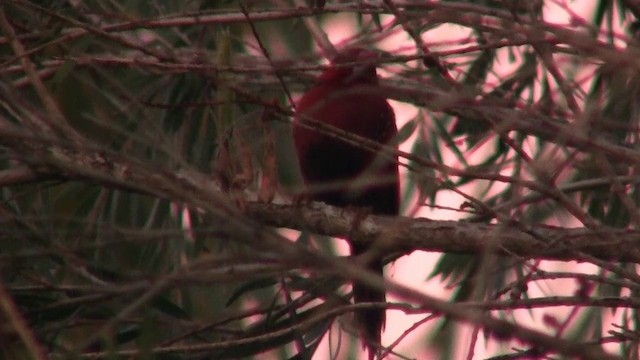 Crimson Finch (Black-bellied) - ML200922681