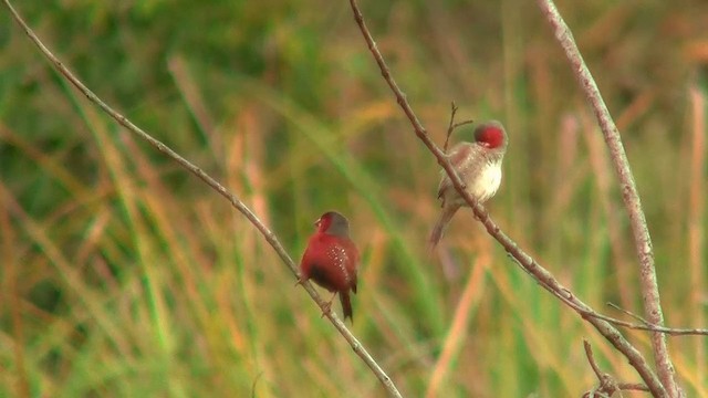 Crimson Finch (Black-bellied) - ML200922691