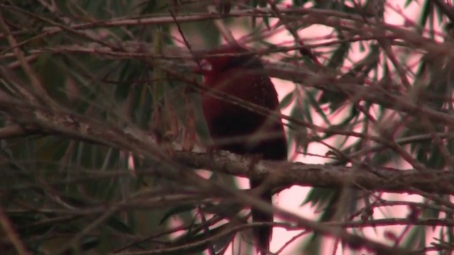 Crimson Finch (Black-bellied) - ML200922701