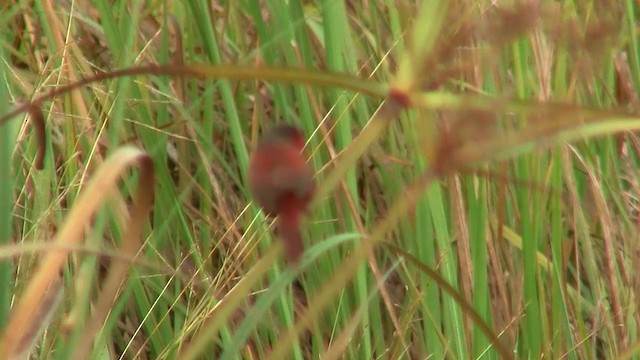 Crimson Finch (Black-bellied) - ML200922711