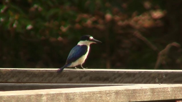 Forest Kingfisher - ML200922741
