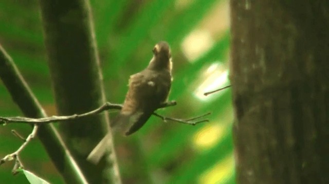 Длиннохвостый колибри-отшельник - ML200923151
