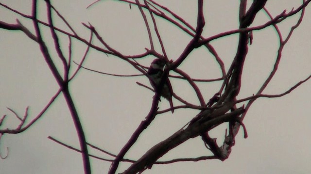 Pied Puffbird (Greater) - ML200923631