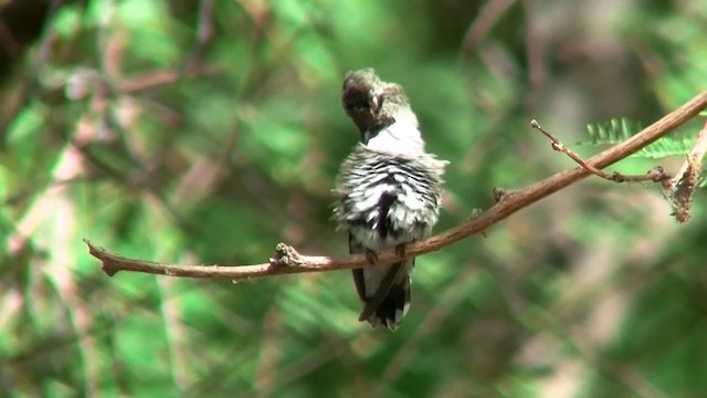 Costa's Hummingbird - ML200923701