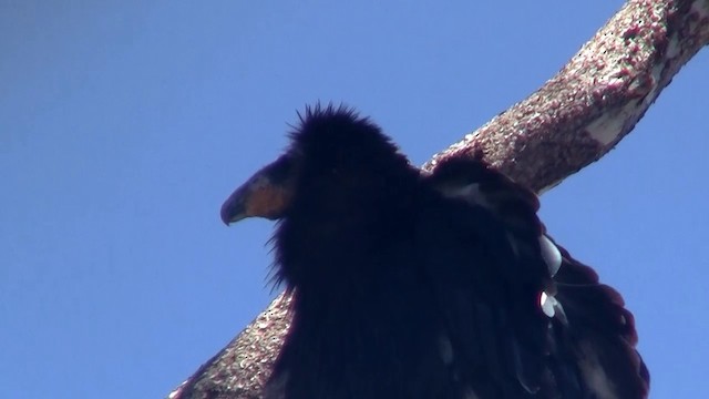 Condor de Californie - ML200923741