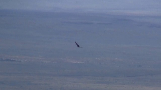 Condor de Californie - ML200923841