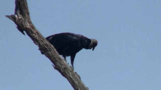 Black Vulture - ML200924351