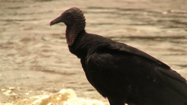 Black Vulture - ML200924361