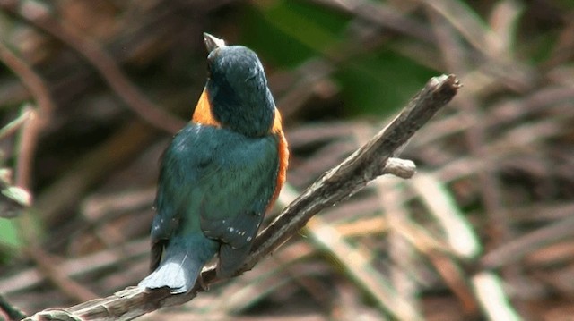 American Pygmy Kingfisher - ML200924441