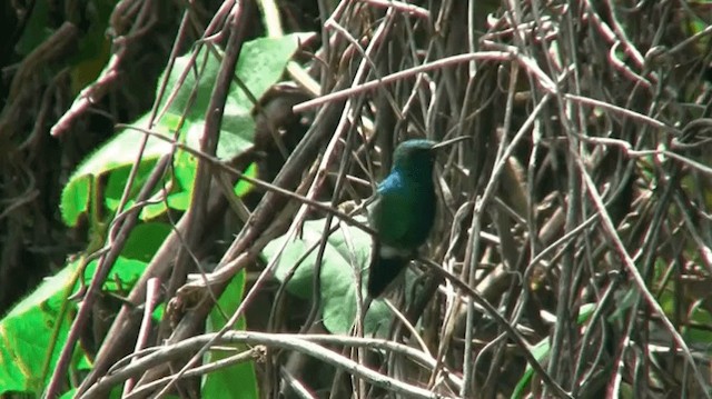 Blue-tailed Emerald - ML200924621