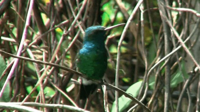 kolibřík modroocasý - ML200924631