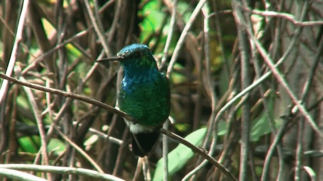 kolibřík modroocasý - ML200924641