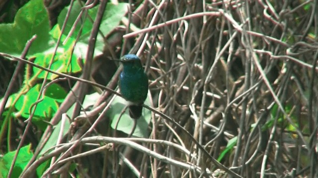 Blue-tailed Emerald - ML200924701