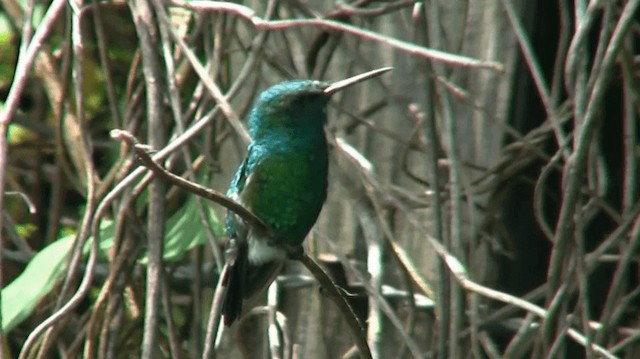 kolibřík modroocasý - ML200924711