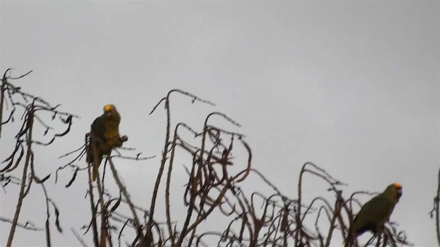Yellow-crowned Parrot - ML200925061