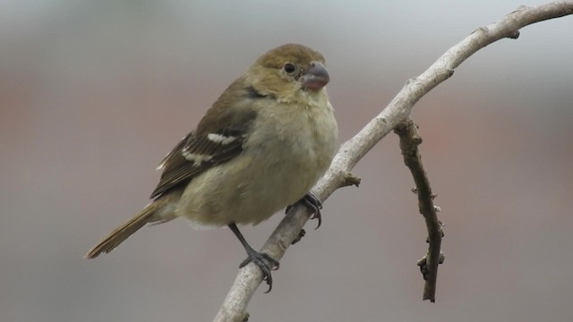 Drab Seedeater - ML200925241