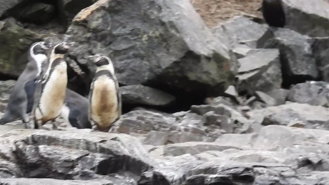 Humboldt Penguin - ML200925321