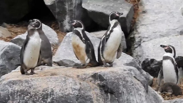 Pingüino de Humboldt - ML200925331