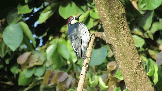 Acorn Woodpecker - ML200925831