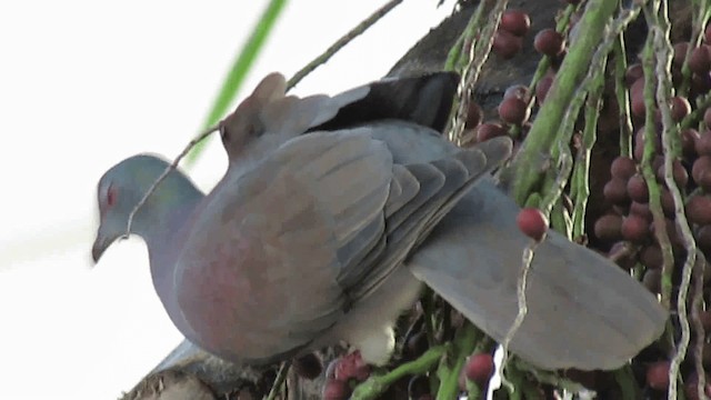 Pale-vented Pigeon - ML200925961