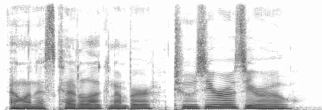  - Brehm's Tiger-Parrot