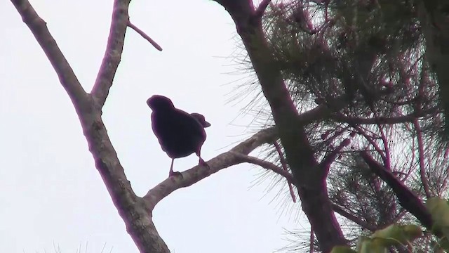 New Caledonian Crow - ML200926411