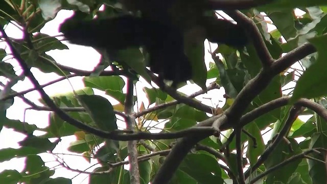 New Caledonian Crow - ML200926421