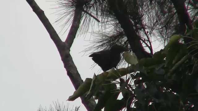 New Caledonian Crow - ML200926511