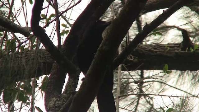 Cuervo de Nueva Caledonia - ML200926521
