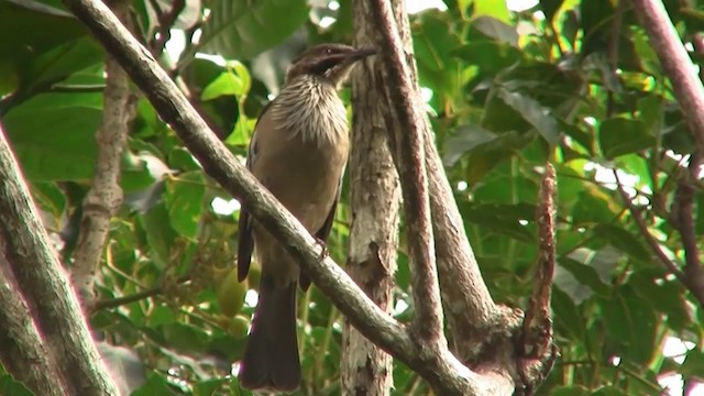 New Caledonian Friarbird - ML200926631