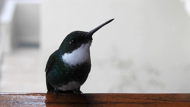 White-throated Hummingbird - ML200927171
