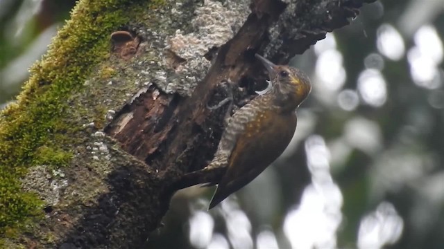Yellow-eared Woodpecker - ML200927381