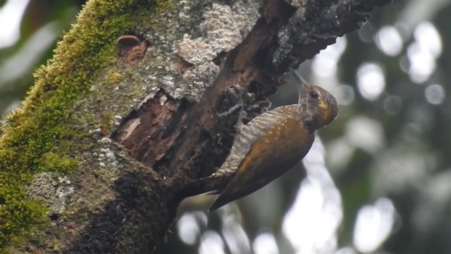 Yellow-eared Woodpecker - ML200927391