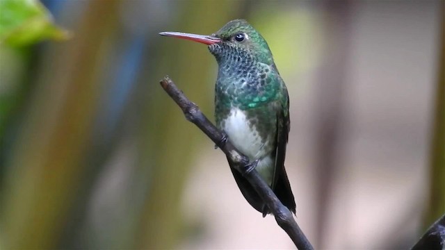 kolibřík zrcadlový - ML200927541