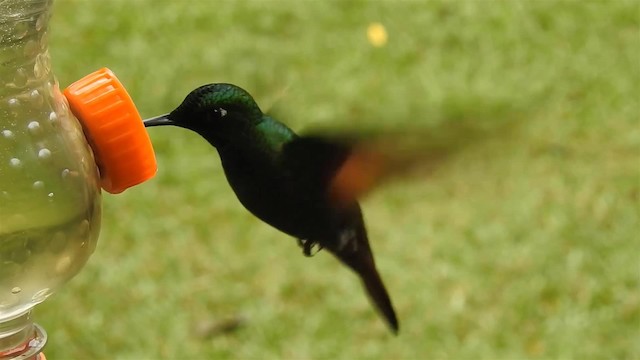 kolibřík brazilský - ML200927551