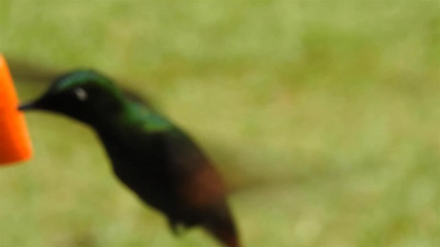 Рубиновый колибри - ML200927561