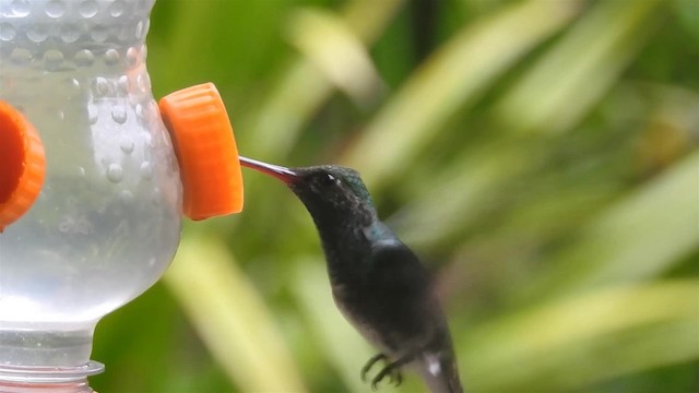 kolibřík zrcadlový - ML200927591