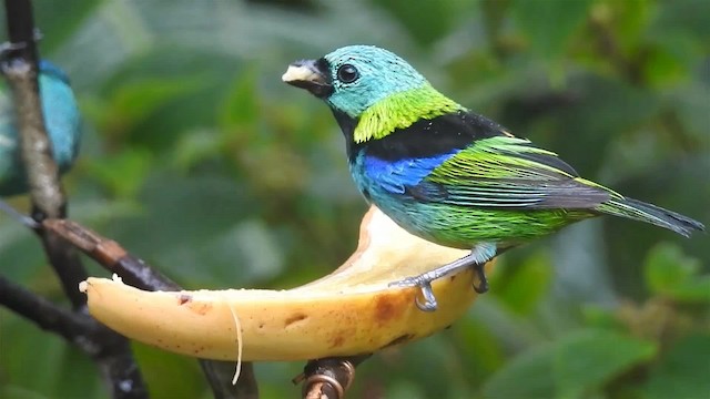 Green-headed Tanager - ML200927641