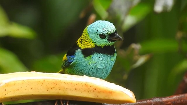 Green-headed Tanager - ML200927651