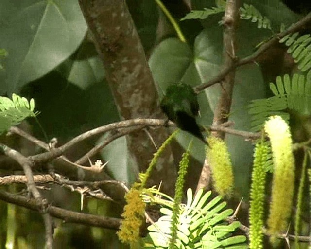 Antillean Crested Hummingbird - ML200927761