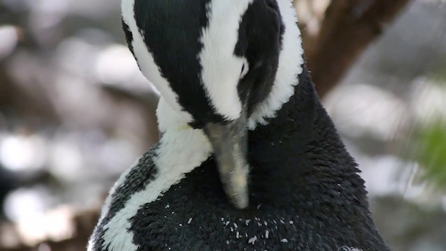 Pingüino de El Cabo - ML200928151