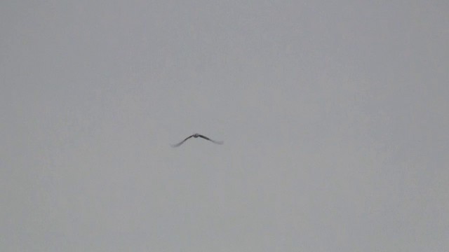 Black-winged Kite (African) - ML200928791