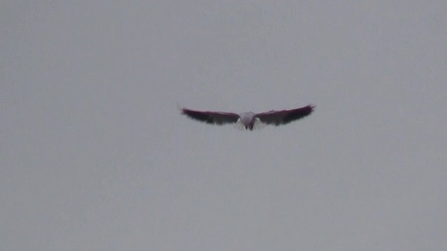 Black-winged Kite (African) - ML200928801