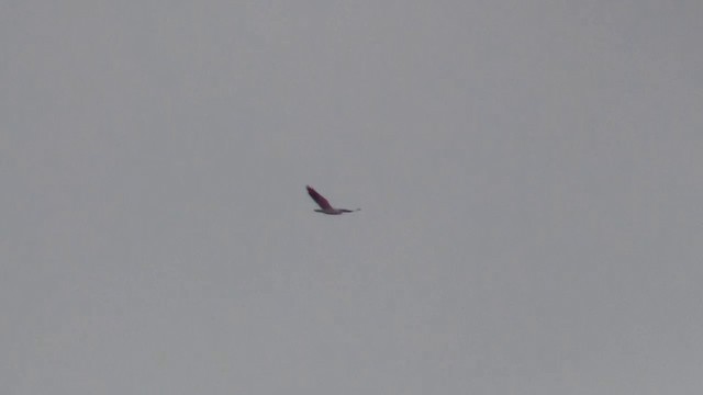 Black-winged Kite (African) - ML200928891