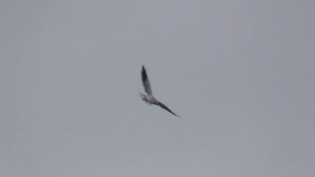 Black-winged Kite (African) - ML200928901