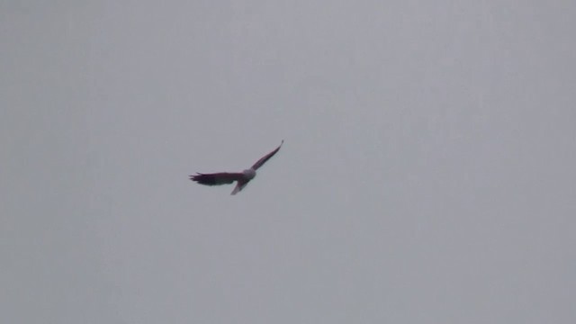 Black-winged Kite (African) - ML200929011