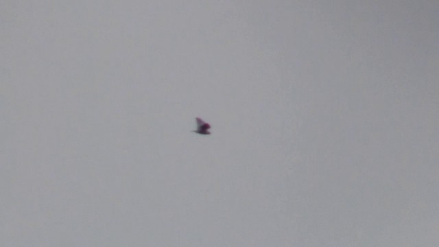 Black-winged Kite (African) - ML200929101