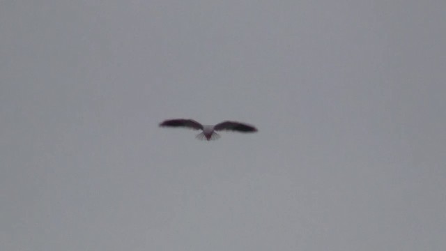 Black-winged Kite (African) - ML200929111