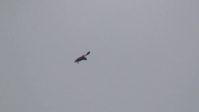Black-winged Kite (African) - ML200929201