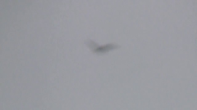 Black-winged Kite (African) - ML200929211